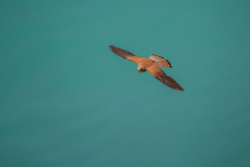 Top profile view of Lesser Kestrel (Falco naumanni) flying with wings wide open.