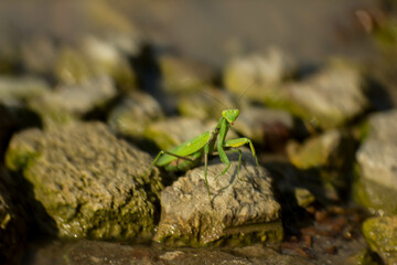 green praying mantis