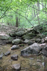 stream in the forest