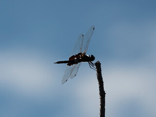 Red Saddlebags Dragonfly against blue sky and white clouds silhouetted by the morning sun.