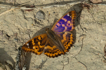 Dark green fritillary