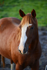 Fototapeta premium horse