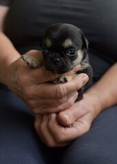 female hand holding a pug puppy in black