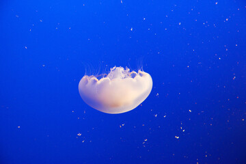 Obraz na płótnie Canvas orange jellyfish