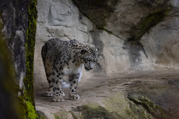 Wonderful snow leopard is relaxing on the rock and looking for food. A majestic animal with an amazing fur. Beautiful day with the snow leopards.