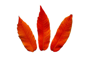 Three vibrant red Staghorn sumac (Rhus typhina) leaves isolated on white background. Autumn. Red and orange colors.