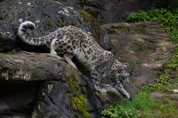 Gordijnen Wonderful snow leopard is relaxing on the rock and looking for food. A majestic animal with an amazing fur. Beautiful day with the snow leopards. © Philip