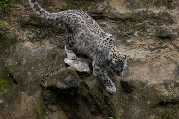 Wonderful snow leopard is relaxing on the rock and looking for food. A majestic animal with an amazing fur. Beautiful day with the snow leopards.