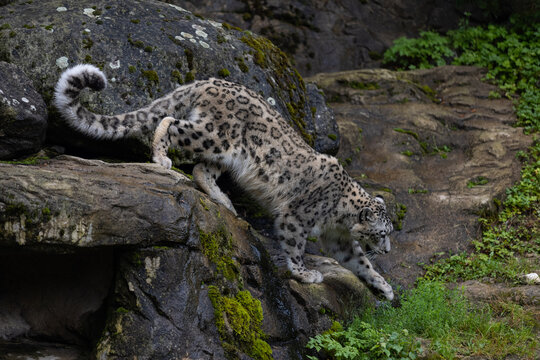 Wonderful snow leopard is relaxing on the rock and looking for food. A majestic animal with an amazing fur. Beautiful day with the snow leopards.