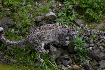 Wonderful snow leopard is relaxing on the rock and looking for food. A majestic animal with an amazing fur. Beautiful day with the snow leopards.