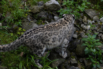 Wonderful snow leopard is relaxing on the rock and looking for food. A majestic animal with an amazing fur. Beautiful day with the snow leopards.