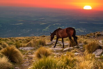 portrait of a horse at sunset