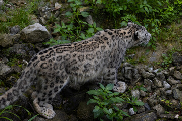 Wonderful snow leopard is relaxing on the rock and looking for food. A majestic animal with an amazing fur. Beautiful day with the snow leopards.