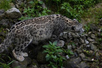 Wonderful snow leopard is relaxing on the rock and looking for food. A majestic animal with an amazing fur. Beautiful day with the snow leopards.