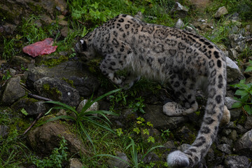 Wonderful snow leopard is relaxing on the rock and looking for food. A majestic animal with an amazing fur. Beautiful day with the snow leopards.