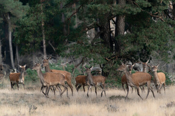 Naklejka na ściany i meble Red deer stag (Cervus elaphus) male and a group female deer in rutting season on the field of National Park Hoge Veluwe in the Netherlands. Forest in the background. 