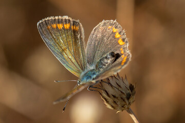 Common blue