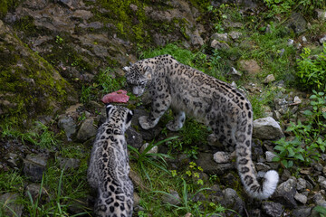 Majestic snow leopard eats a big meat and then an other snow leopard, i think his sister, comes to...