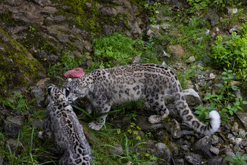 Majestic snow leopard eats a big meat and then an other snow leopard, i think his sister, comes to eat with him. Two snow leopards are fighting to get the meal.