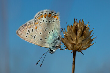 Common blue