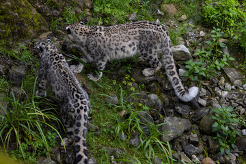 Majestic snow leopard eats a big meat and then an other snow leopard, i think his sister, comes to eat with him. Two snow leopards are fighting to get the meal.