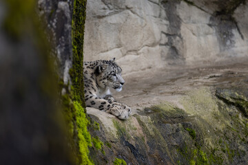 Wonderful snow leopard is relaxing on the rock and looking for food. A majestic animal with an amazing fur. Beautiful day with the snow leopards.