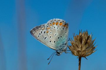 Common blue