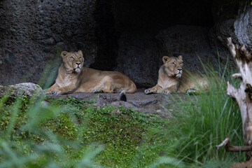 Fototapeta na wymiar Two lions are sleeping and watching the viewers and waiting for their food. Amazing pair of lion just relaxing in the savanna. Majestic animal in the nature.