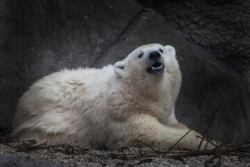 White young bear cub teenager on a background of stones. hot symbol warming © Mikhail Semenov