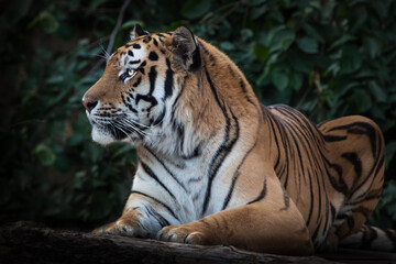 Fototapeta na wymiar Сheerful striped tiger looks attentively, the Amur tiger sits on a background of dark vegetation