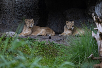 Obraz na płótnie Canvas Two lions are sleeping and watching the viewers and waiting for their food. Amazing pair of lion just relaxing in the savanna. Majestic animal in the nature.