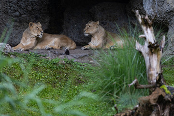 Fototapeta premium Two lions are sleeping and watching the viewers and waiting for their food. Amazing pair of lion just relaxing in the savanna. Majestic animal in the nature.