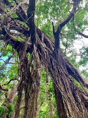 ガンガラーの谷 ガジュマル 沖縄本島 沖縄県