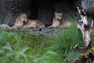 Two lions are sleeping and watching the viewers and waiting for their food. Amazing pair of lion just relaxing in the savanna. Majestic animal in the nature.