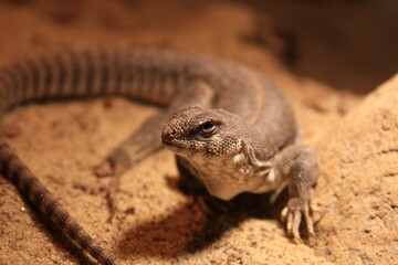Wüstenleguan in der Sonne