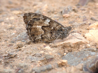 Farfalla