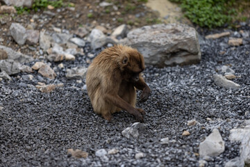 Cute monkeys are playing together and walking through the nature. Amazing monkey is searching some food in the ground. Human apes.