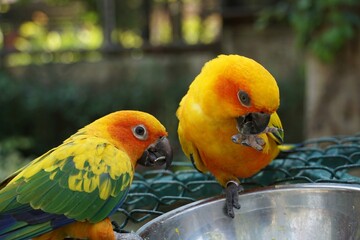 closeup yellow lovebird parrots eating dry sunflower seed from the stainless bowl. animal feeding.