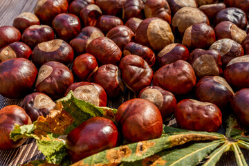 Chestnuts on a brown wooden table. Autumn still life with bright horse chestnuts on wooden background. High quality photo