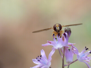 Fiore selvatico