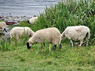 Naklejka premium Wild Sheep on the Isle of Arran