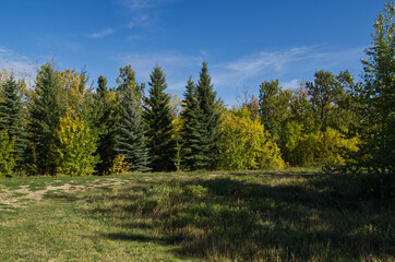 Spruce Trees in an Autumn Forest