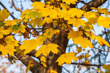  Golden foliage on the trees close up. Golden autumn concept. Autumn background
