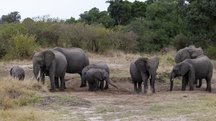 Acht Elefanten unterschiedlicher Grössenklassen beim Staubbaden in der Masai Mara