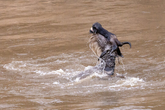 Letztes aufb&auml;umen eines vom Krokodil erfassten Gnus im Mara River