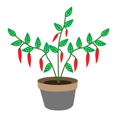 red chili illustration, a simple vector design