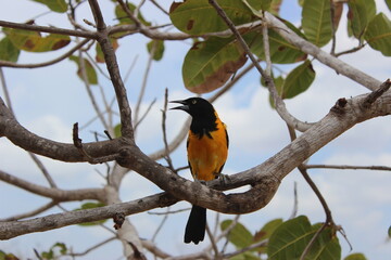 Corrupião (Icterus jamacaii)