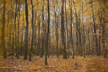 Autumn deciduous forest. Falling yellow leaves from trees. Seasons