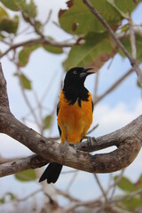 Corrupião (Icterus jamacaii)