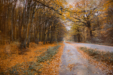 Fototapeta premium Autumn forest with the yellow trees